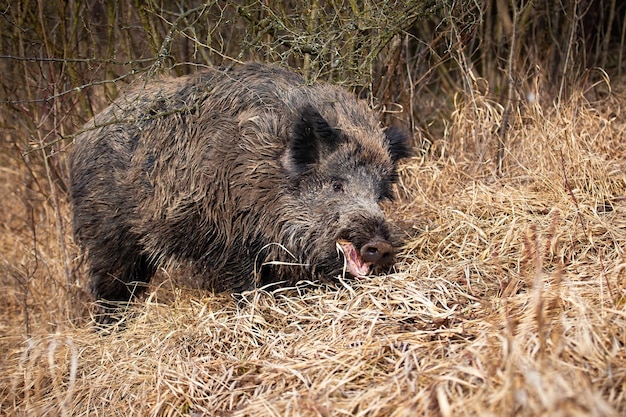 Wildschweine ernähren sich von Trockenrasen in der herbstlichen Natur