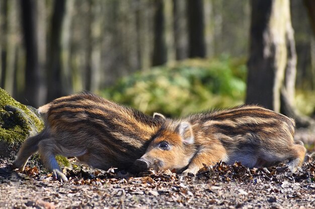 Wildschweine in freier Wildbahn