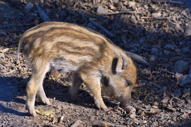 Wildschweine in freier Wildbahn