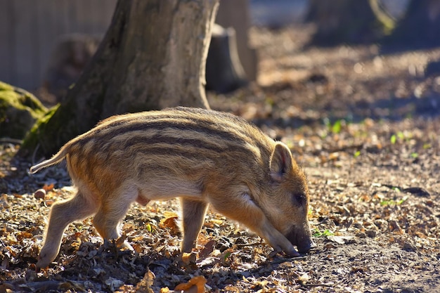 Wildschweine in freier Wildbahn