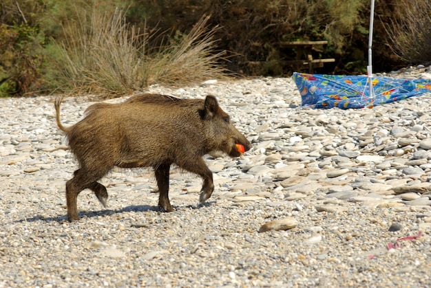 Wildschweine suchen an einem steinigen Strand nach Nahrung