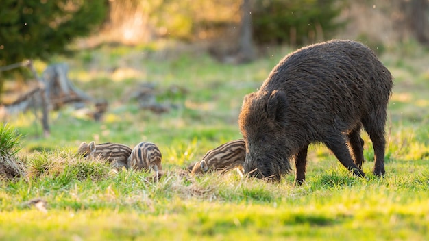 Wildschweinfamilie, die auf Weide in der Frühlingsnatur füttert