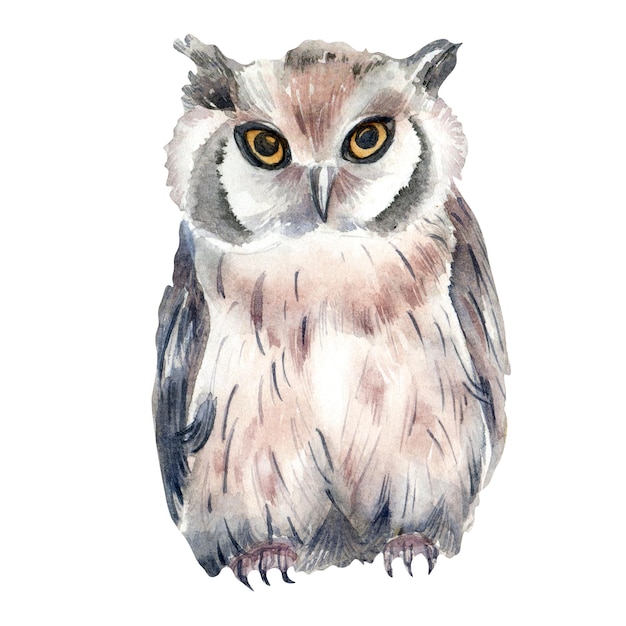 Wildtier-Eulen-Aquarellillustration lokalisiert auf weißem Hintergrund