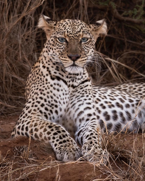 Wildtier Gefahr Gepard Leopard Natur