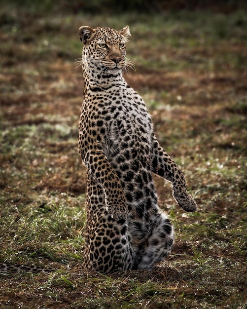 Foto wildtier gefahr gepard leopard natur