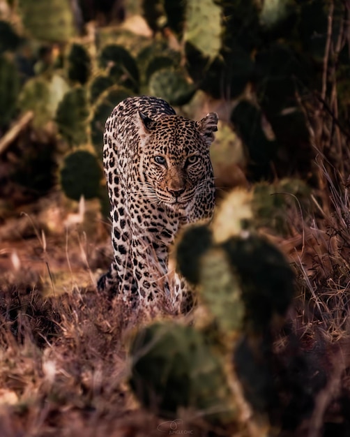 Wildtier Gefahr Gepard Leopard Natur