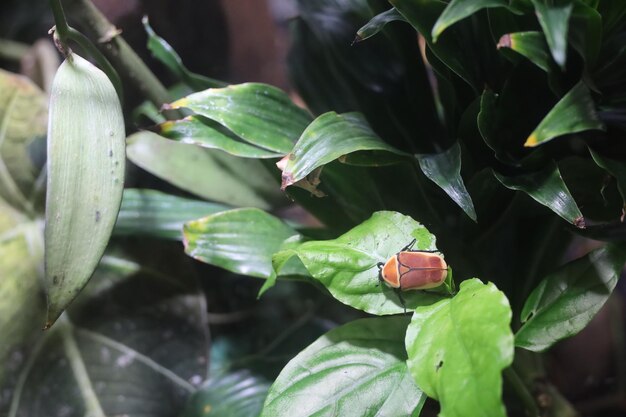 Wildtiere an der California Academy of Science