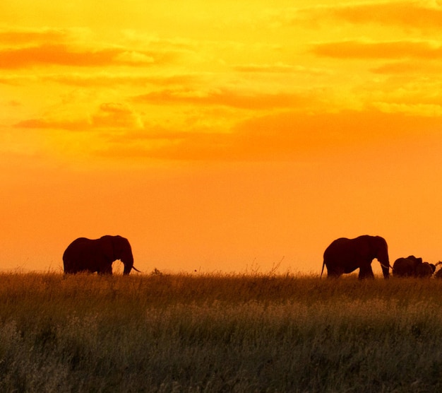 Wildtiere auf einem Feld