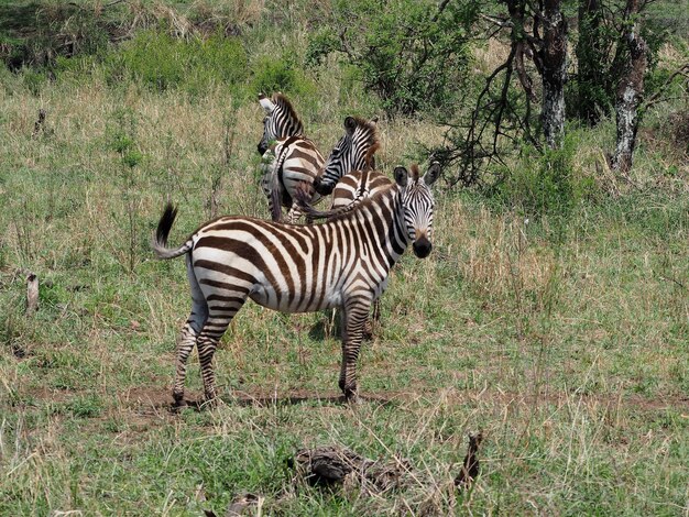 Wildtiere auf einer Afrika-Safari