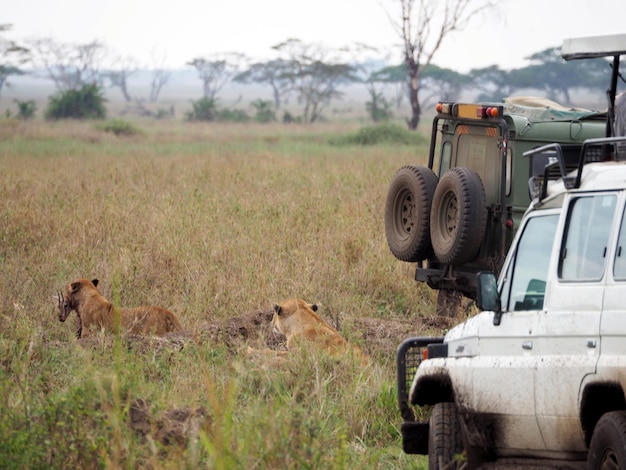 Foto wildtiere auf einer afrika-safari