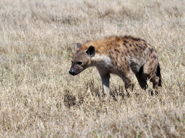 Foto wildtiere der hyäne auf einer afrika-safari