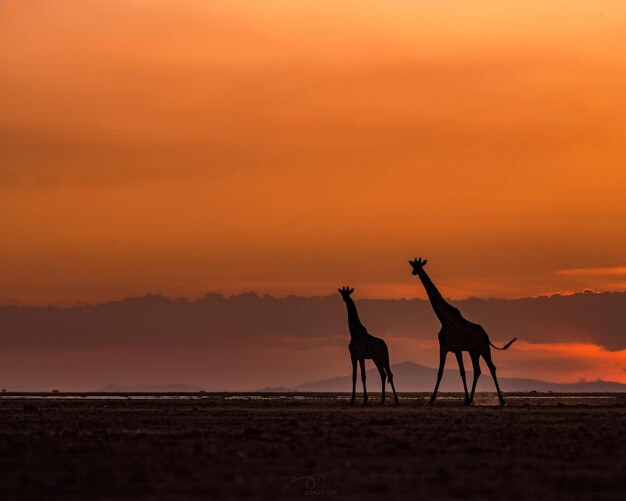 Foto wildtiere giraffe natur im dschungel