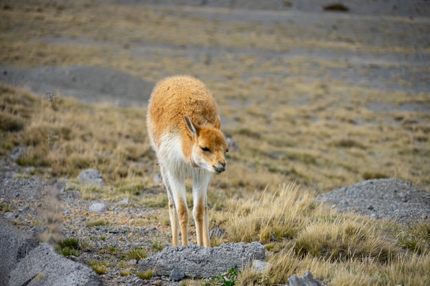 Wildtiere im Chimborazo Wildlife Reserve in Ecuador