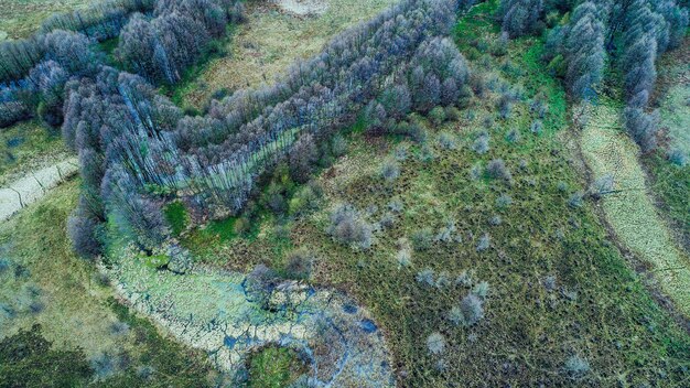 Wildtiere im Frühjahr schießen von einer Drohne