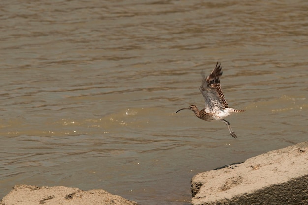 Wildvögel in ihrer natürlichen Umgebung Vögel in Freiheit