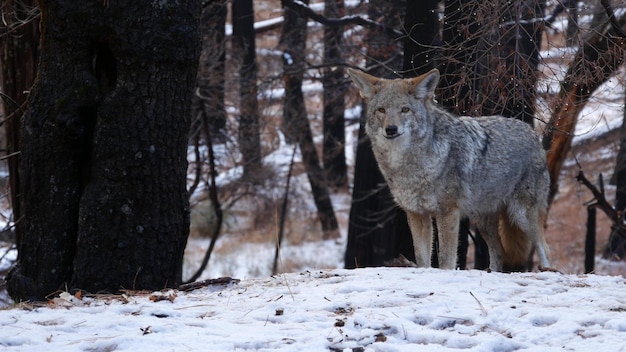 Wildwolf Coyote oder Coywolf Winter schneebedeckte Fores California Wildlife Fauna usa