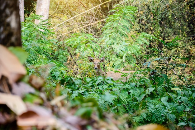 Will Hirsche auf Porvel im Wald