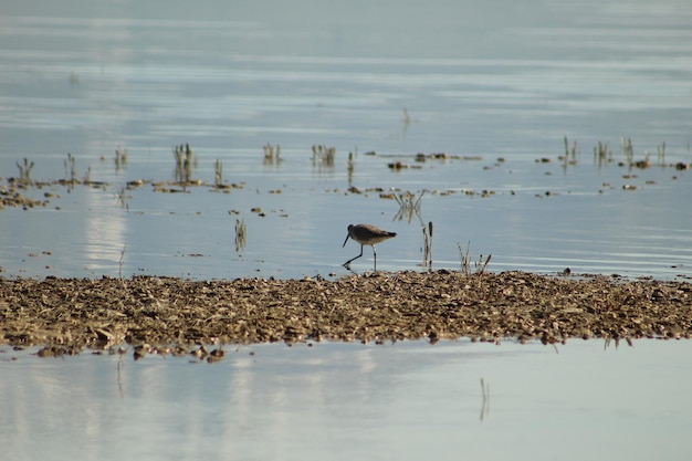 Willet de costas e entrando na água