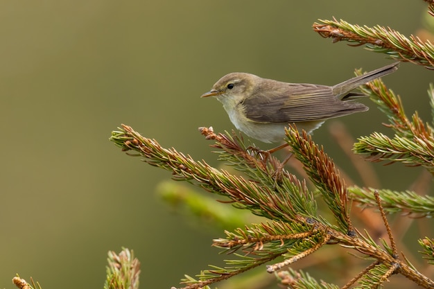 Willow Curruca (Phylloscopus trochilus) sentado en una rama de pino.