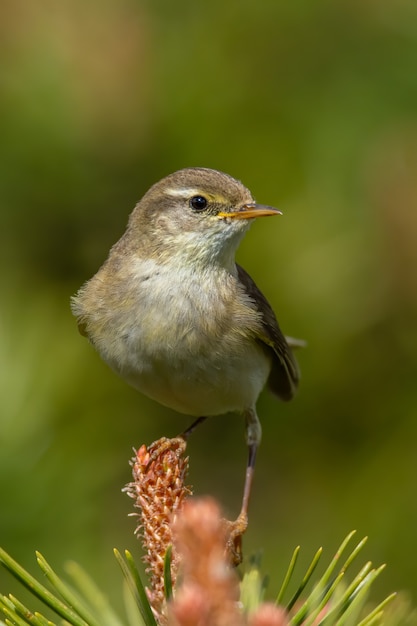 Foto willow curruca (phylloscopus trochilus) sentado en una rama de pino.