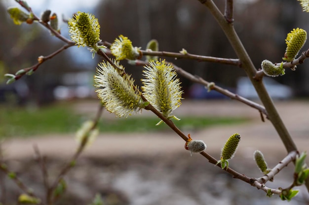 Willow Salix caprea ramas con capullos que florecen a principios de primavera