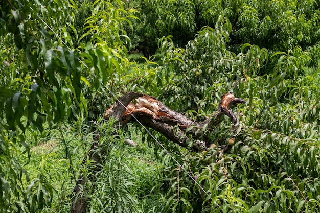 Wind gebrochener Pfirsichbaum mit Pfirsichen in der Fruchtsaison