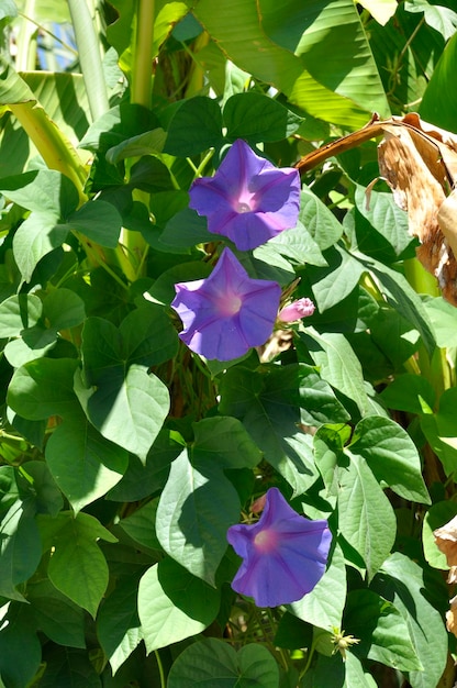 Winde in einem Garten