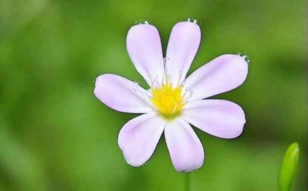 windflower