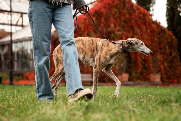 Windhundhund, der seinen Spaziergang genießt