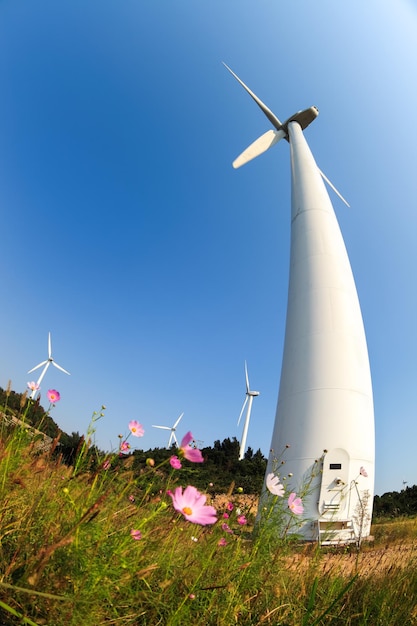 Windkraft mit schöner Coreopsis-Blume unter dem blauen Himmel