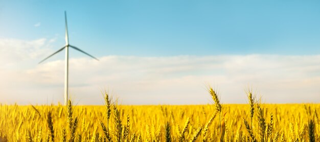 Windkraftanlage zwischen goldenen Ähren von Getreide.