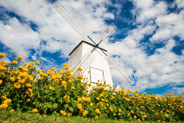 Windmühlen und Felder von Ringelblumen