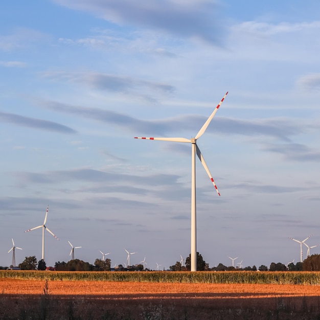 Windpark im Feld Windturbinen drehen sich, um bei Sonnenuntergang Strom, alternative Energie und grüne Technologie zu erzeugen