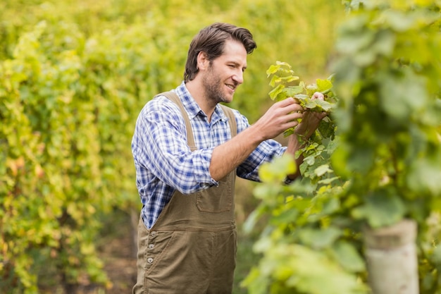 Winegrower sonriente que cosecha las uvas