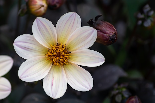 Wink Dahlie Blumen mit weißen Blüten und dunklen Blättern im Garten.