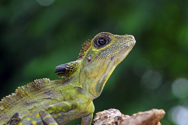 Winkelkopf Eidechse in der Natur