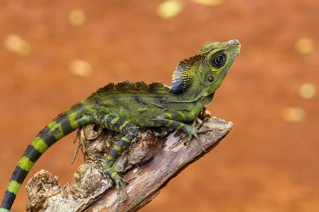 Winkelkopfeidechse auf Ast Gonocephalus grandis Tier Nahaufnahme