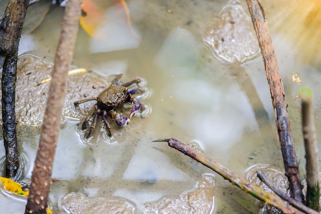 Winkerkrabbe, Geisterkrabbe (Ocypodidae), die in die Mangrove geht