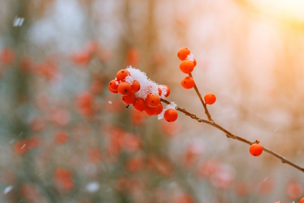 Winter ashberry unter dem Schnee