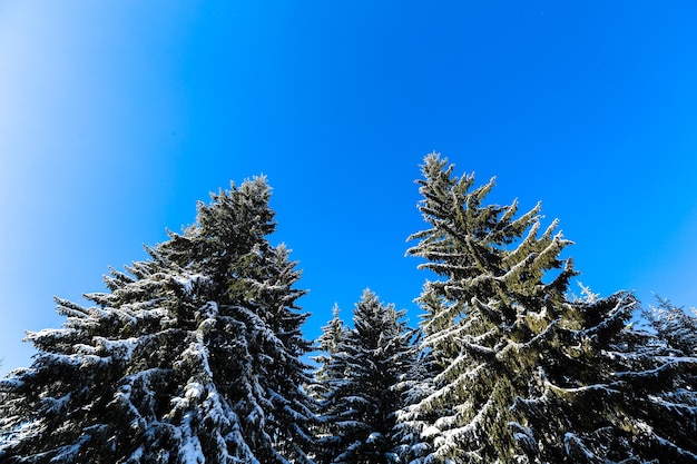 Winter auf Berg- und Kiefernbäumen unter Schnee