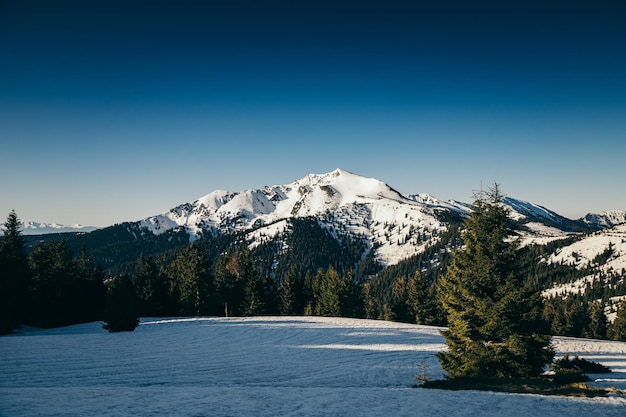 Winter Berge Schnee Nadelwald Frühling schneebedeckte Wiese