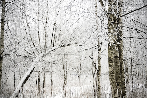 Winter-Birken