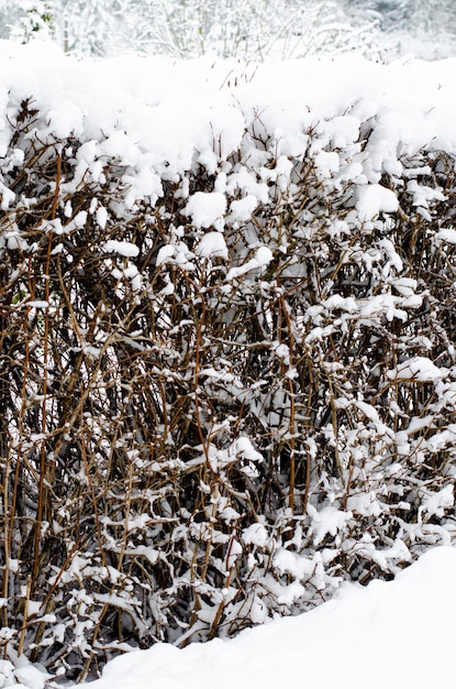 Winter Der erste Schnee auf Ästen von Büschen und Bäumen