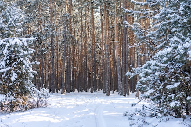 Winter des Schnees im Kiefernwald.