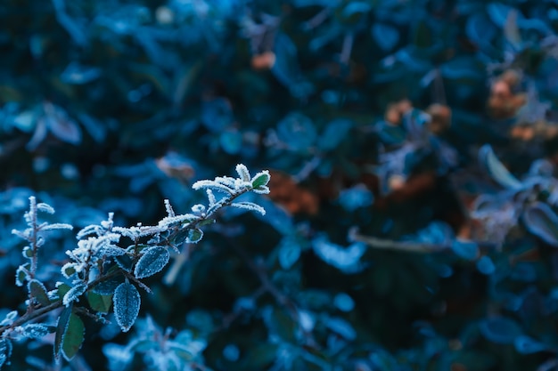 Winter-Eiskristalle von Raureif auf gefrorenen Pflanzenblättern dunkelblauen HintergrundExtremecold wallpaper