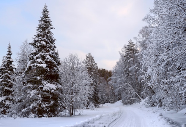 Winter fabelhafter Wald bedeckt mit Schnee pyramidenförmige Fichten Schneeverwehungen blauer Himmel silbrig blaue Farbe