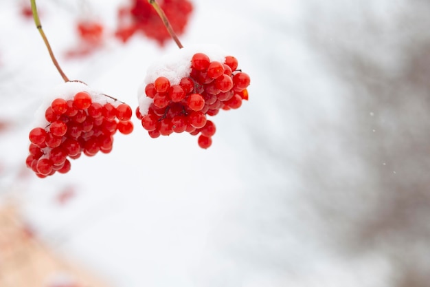 Winter gefroren Viburnum unter dem Schnee Viburnum im Schnee Rote Beeren Wunderbarer Winter