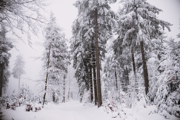 Winter Hintergrund, Wald im Schnee und Eis