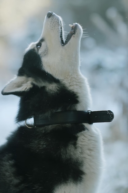 Winter-Husky-Porträt auf einem Spaziergang, schöner Hund in der Natur, Freundschaft, Haustier