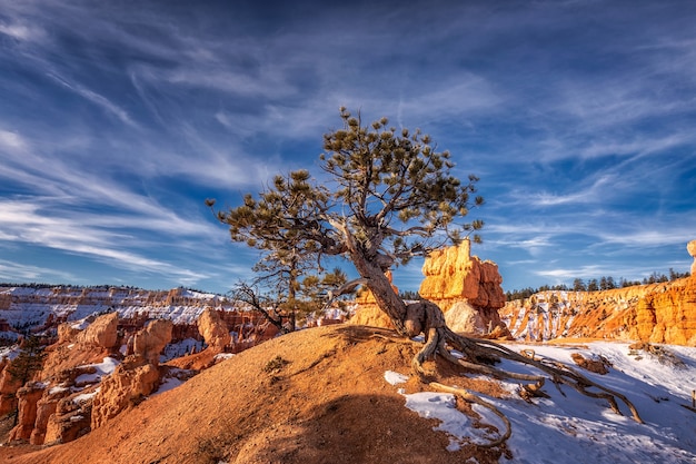 Winter im Bryce Canyon Nationalpark, Utah, USA